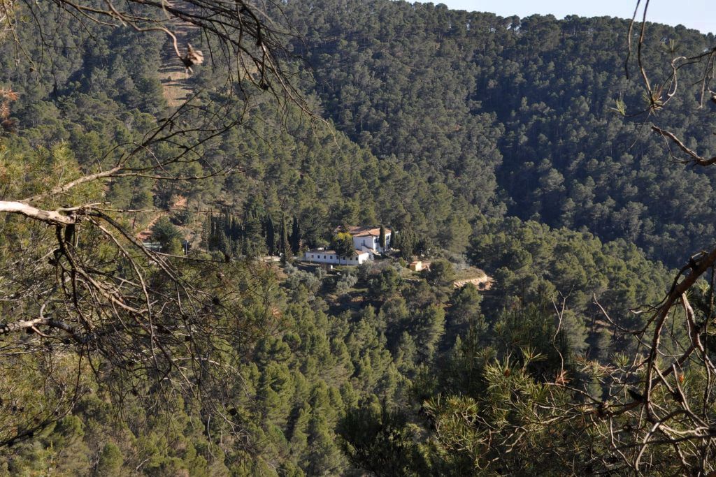 Pinares de Torre Hacho (Antequera)